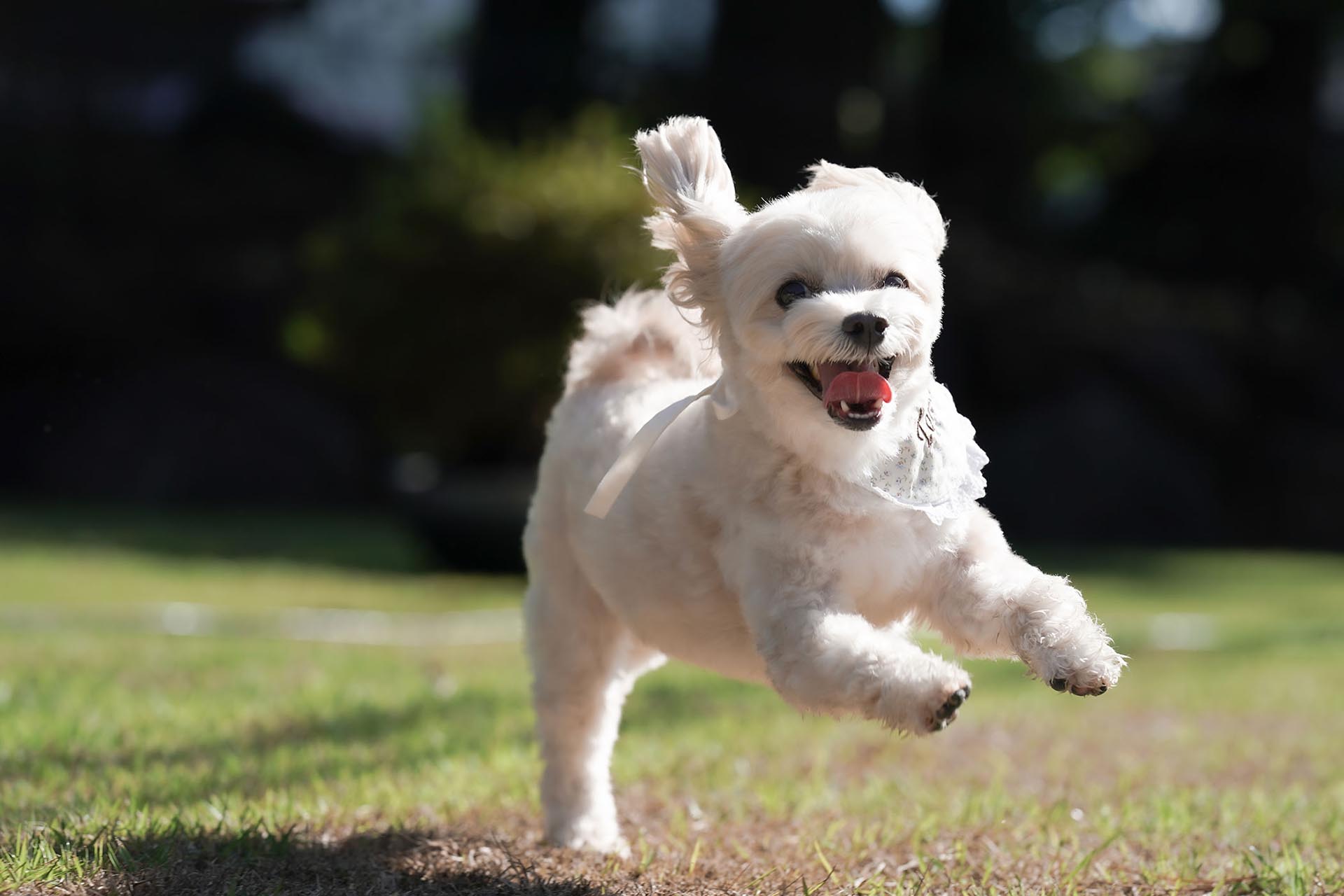 犬ページトップ画像
